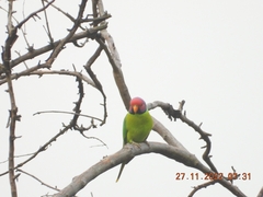 Psittacula cyanocephala