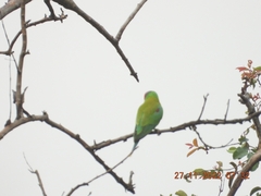 Psittacula cyanocephala