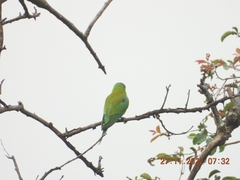 Psittacula cyanocephala