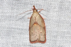Enchocrates glaucopis