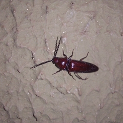 Elaterinae