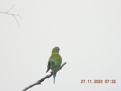 Psittacula cyanocephala