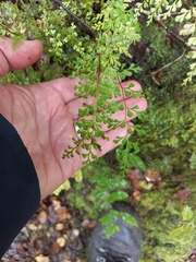Lindsaea trichomanoides