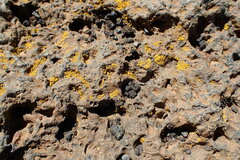 Polycauliona candelaria