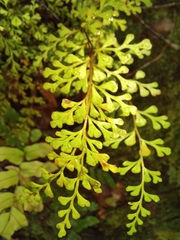 Lindsaea trichomanoides