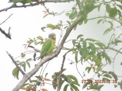 Psittacula cyanocephala