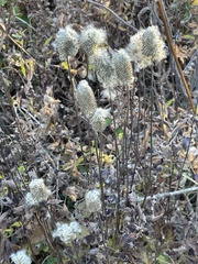 Anemone virginiana