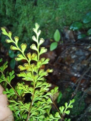 Lindsaea trichomanoides
