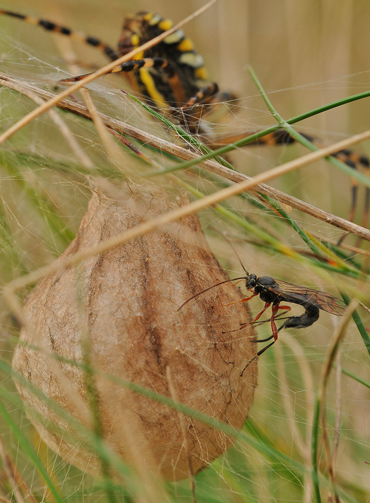 Tromatobia ornata