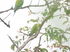 Psittacula cyanocephala