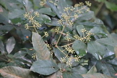 Heptapleurum heptaphyllum