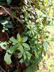 Galium echinocarpum