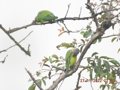 Psittacula cyanocephala