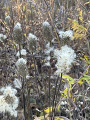 Anemone virginiana