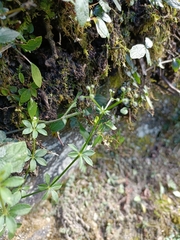Galium echinocarpum