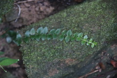 Psychotria serpens