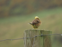 Emberiza citrinella caliginosa