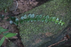 Psychotria serpens