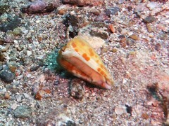 Conus tessulatus