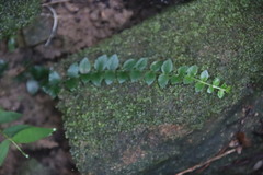 Psychotria serpens