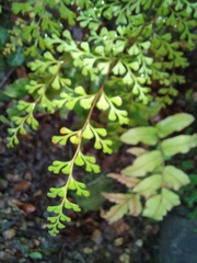 Lindsaea trichomanoides
