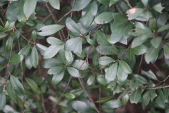 Litsea rotundifolia