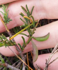 Acacia baueri aspera