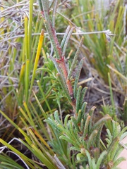 Acacia baueri aspera
