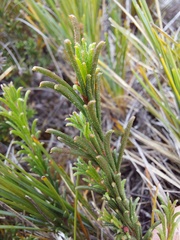 Acacia baueri aspera