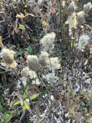 Anemone virginiana