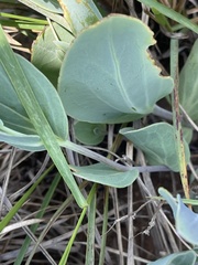 Senecio ruwenzoriensis
