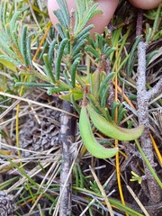 Acacia baueri aspera