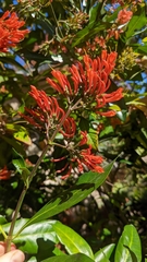 Alberta magna
