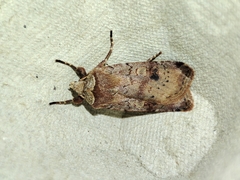 Cerastis faceta