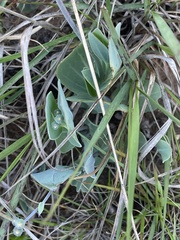 Senecio ruwenzoriensis