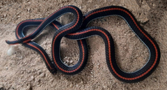 Calliophis intestinalis