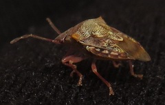 Uhlunga typica