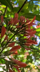 Alberta magna