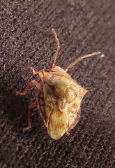 Uhlunga typica
