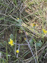 Senecio ruwenzoriensis