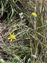 Senecio ruwenzoriensis