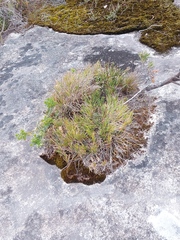 Acacia baueri aspera