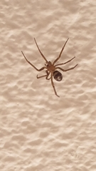Steatoda