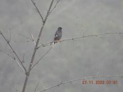 Acridotheres fuscus