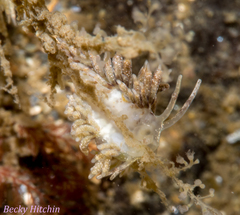 Rubramoena amoena