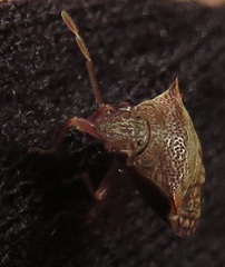 Uhlunga typica