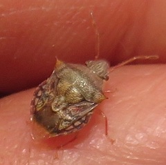 Uhlunga typica