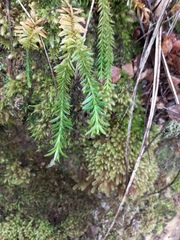 Phlegmariurus varius