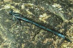 Pseudagrion furcigerum