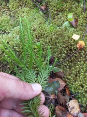 Phlegmariurus varius